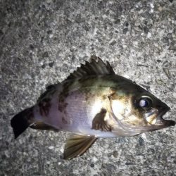 初夏なのに寒い・・・